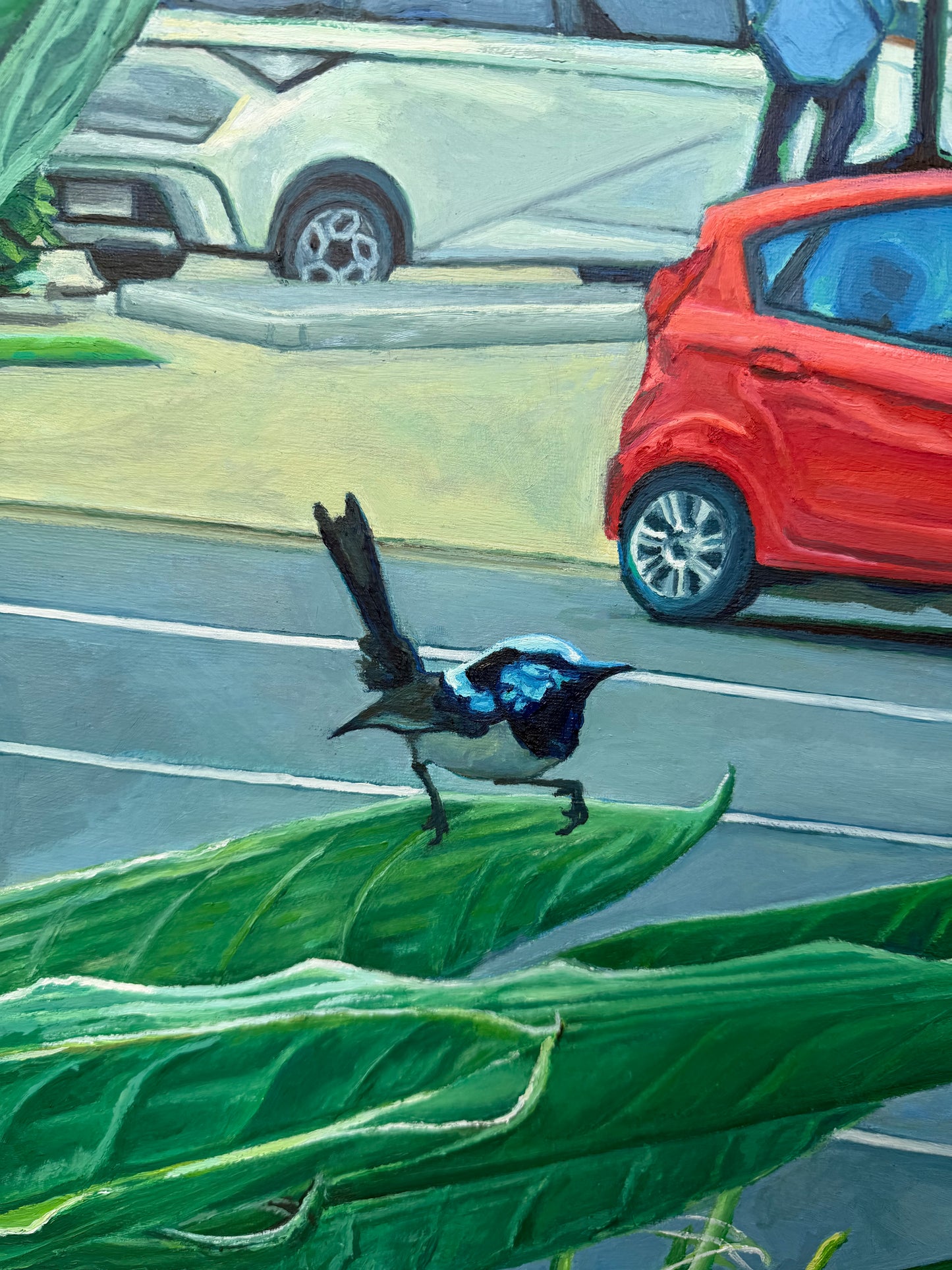 Fairy-wren in car park