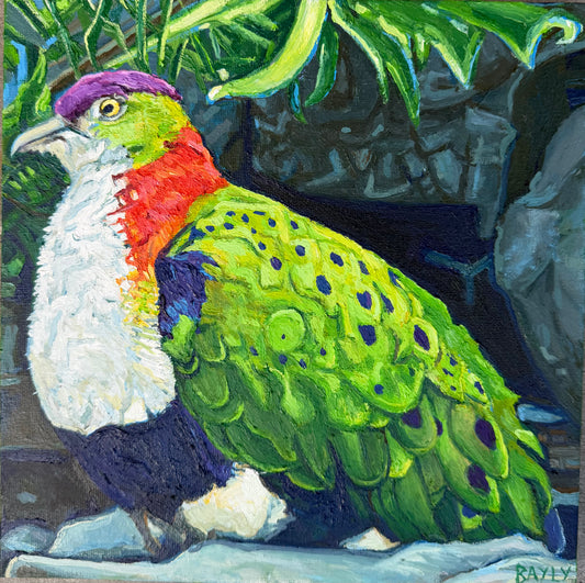 Purple-crowned fruit dove