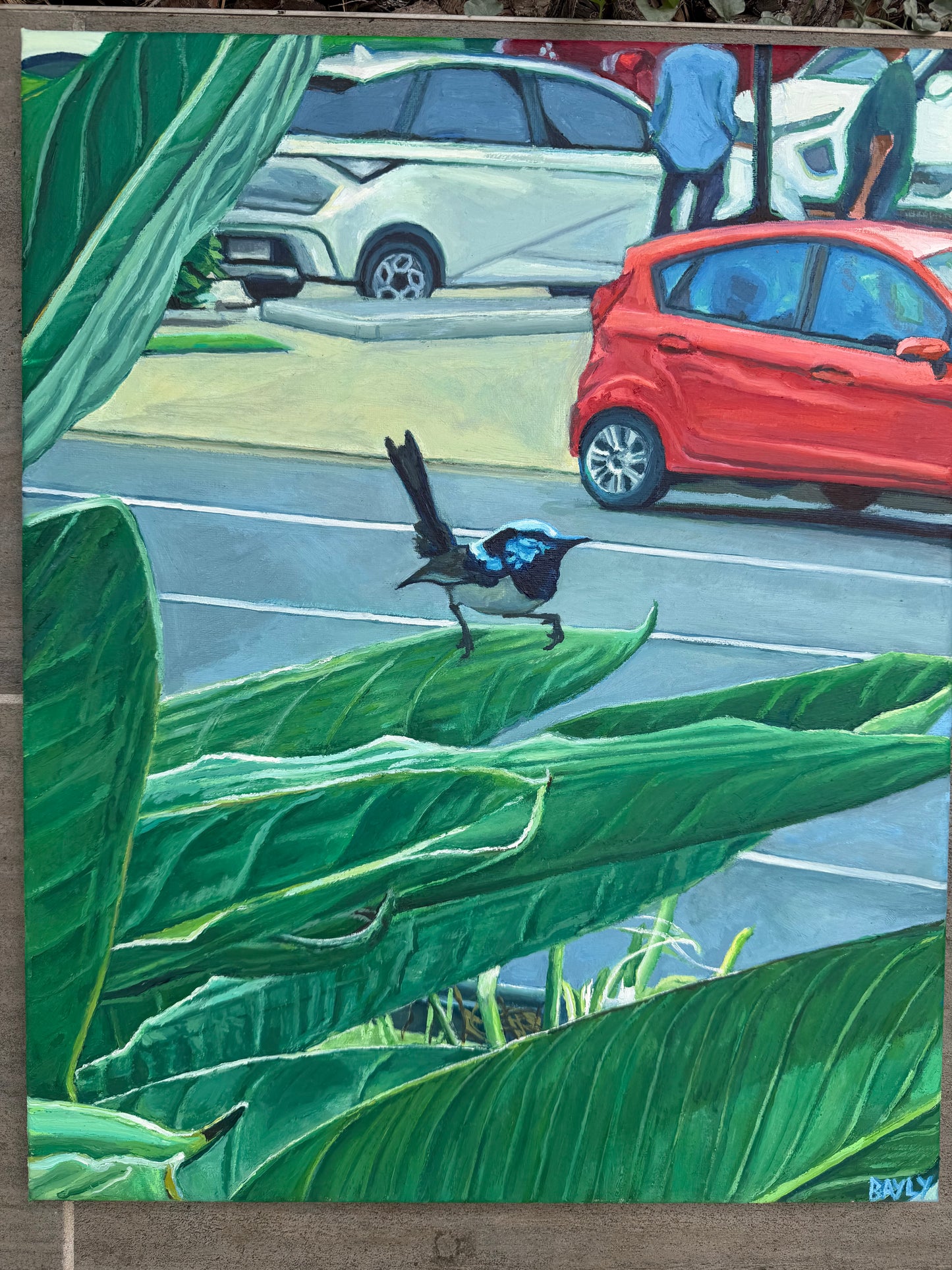 Fairy-wren in car park