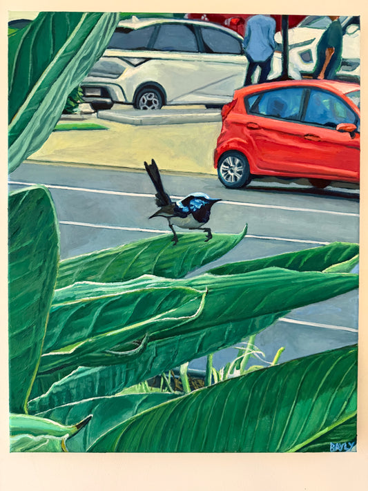 Fairy-wren in car park