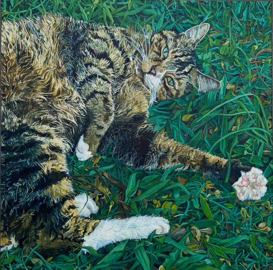 Curbside cat